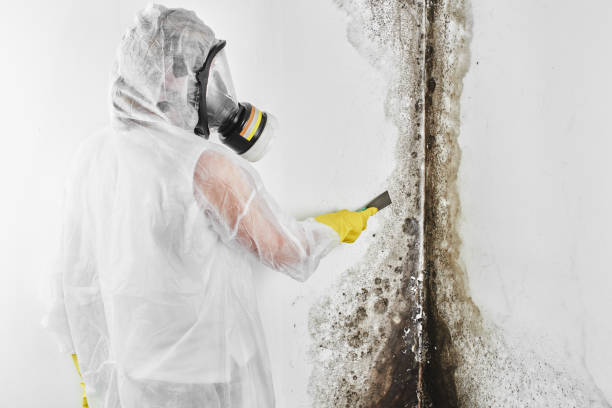 Trusted Shelton, NE Mold Remediation Experts
