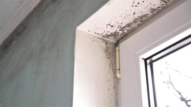 Best Bathroom Mold Remediation in Shelton, NE