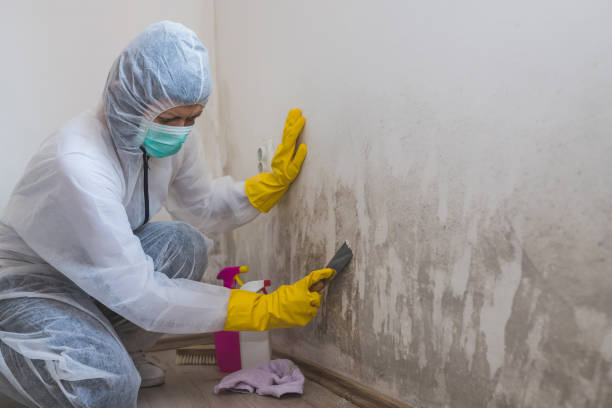 Best Residential Mold Remediation in Shelton, NE