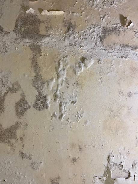 Trusted Shelton, NE Mold Remediation Experts