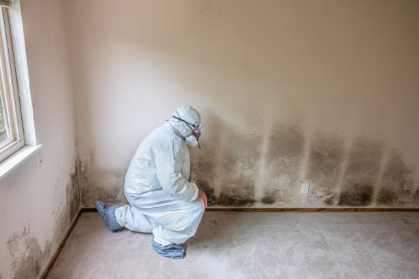 Best Post-Remediation Services in Shelton, NE
