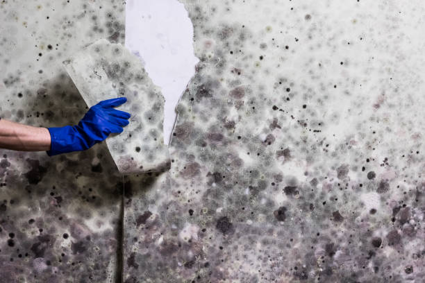 Best Commercial Mold Remediation in Shelton, NE